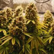 Strawb-AK, Dantes Inferno, SBC