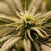 G13 Genius Strawb-AK Dantes Inferno SBC