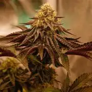 Apollo, G13 Genius, Gushmints RS11