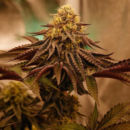 Apollo, G13 Genius, Gushmints RS11
