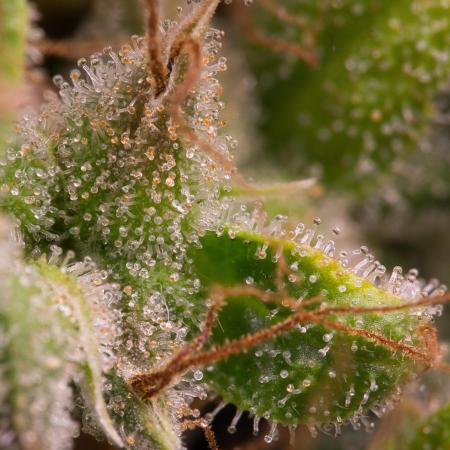ace-seeds (fem) - Golden Tiger, Golden Tiger 3rd Gen, Guawi, Super Malawi Haze