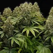 Strawb-AK, Dantes Inferno, SBC