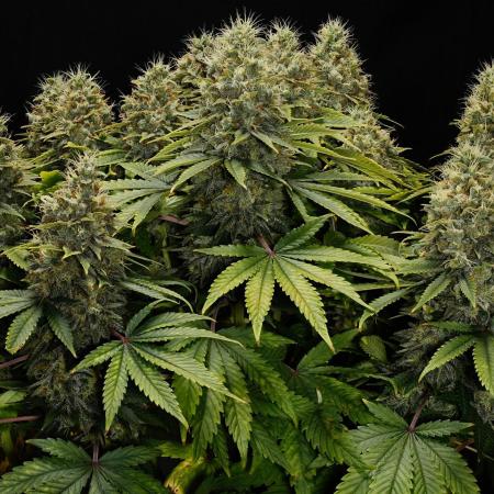 Strawb-AK, Dantes Inferno, SBC