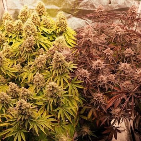 Strawb-AK, Dantes Inferno, SBC