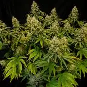 Strawb-AK, Dantes Inferno, SBC