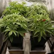 G13 Genius Strawb-AK Dantes Inferno SBC