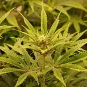 Strawb-AK, Dantes Inferno, SBC