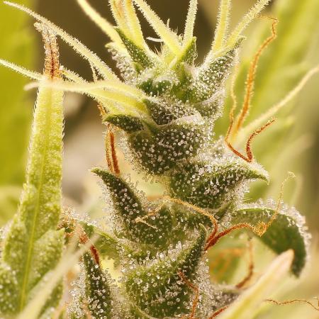 ace-seeds (fem) - Golden Tiger, Golden Tiger 3rd Gen, Guawi, Super Malawi Haze