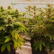 Strawb-AK, Dantes Inferno, SBC