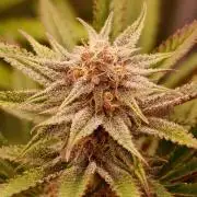 Strawb-AK, Dantes Inferno, SBC