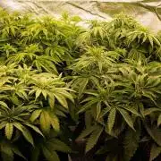 G13 Genius Strawb-AK Dantes Inferno SBC