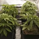 G13 Genius Strawb-AK Dantes Inferno SBC