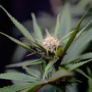 Strawb-AK, Dantes Inferno, SBC