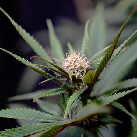 Strawb-AK, Dantes Inferno, SBC