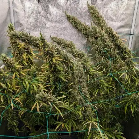 ace-seeds (fem) - Golden Tiger, Golden Tiger 3rd Gen, Guawi, Super Malawi Haze