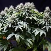 Strawb-AK, Dantes Inferno, SBC