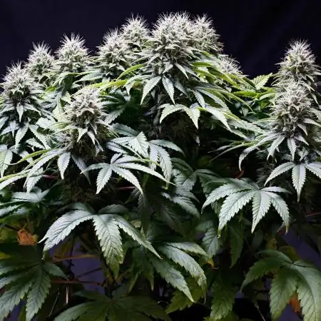 Strawb-AK, Dantes Inferno, SBC