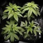 G13 Genius Strawb-AK Dantes Inferno SBC