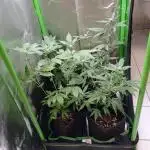 Karels Haze & MAC in 40x40 FIRST GROW 