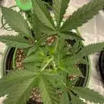 T2103 FastBuds