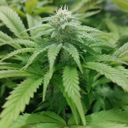 Cultivo Invierno 25’