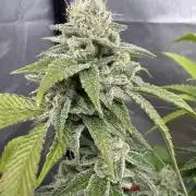 SOG: Oreoz Milkshake f4