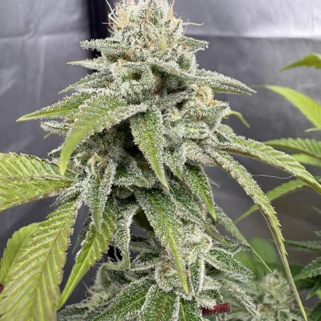 SOG: Oreoz Milkshake f4