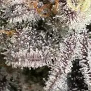 SOG: Oreoz Milkshake f2