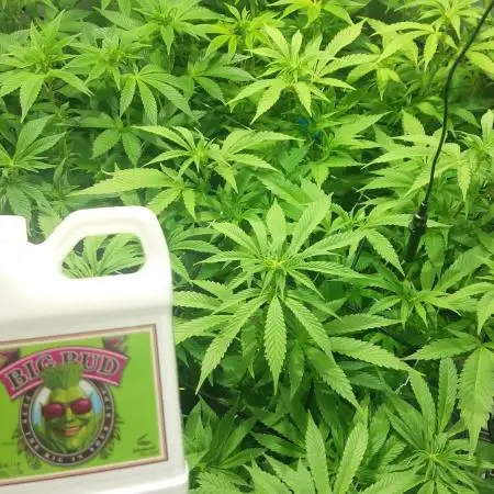 Cultivo Invierno 25’