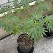 ultimo ciclo del año🌱💚