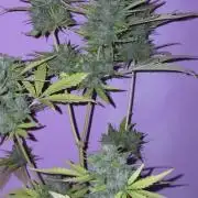 Mix auto - BSF y Dutch Passion