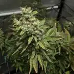 Cookies Kush: ciclo 13/11