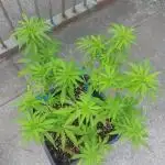 Liberty Haze Exterior