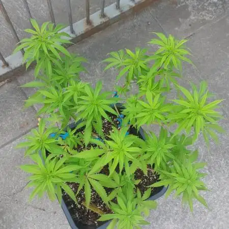 Liberty Haze Exterior