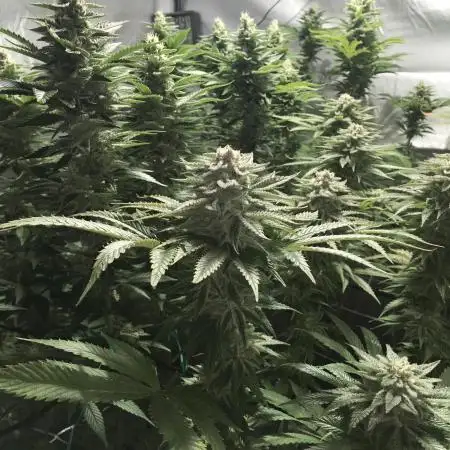 Cultivo Ciclo 13/11