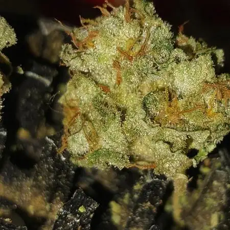 Truffles Treats x Head Banger