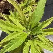 Liberty Haze Exterior