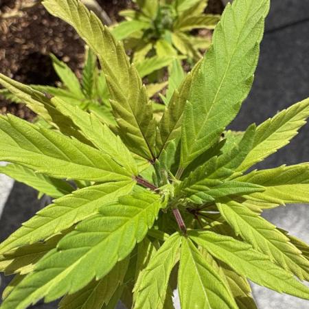 Liberty Haze Exterior