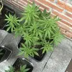 Liberty Haze Exterior
