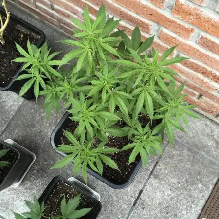 Liberty Haze Exterior