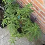 Liberty Haze Exterior