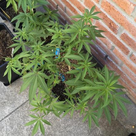 Liberty Haze Exterior