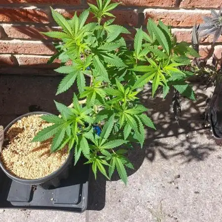 Liberty Haze Exterior