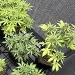 Mix auto - BSF y Dutch Passion