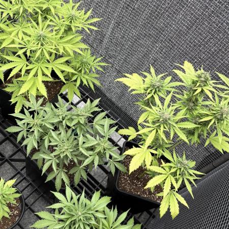 Mix auto - BSF y Dutch Passion