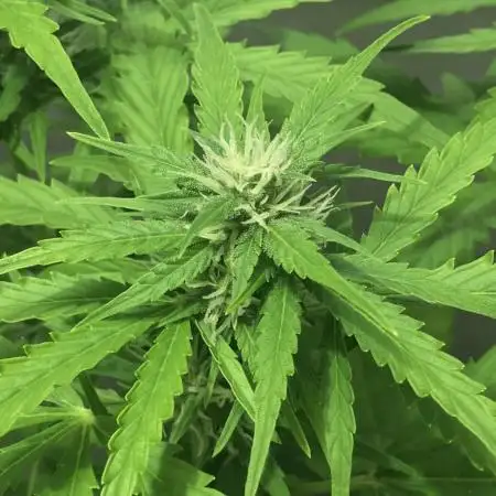 Mix auto - BSF y Dutch Passion