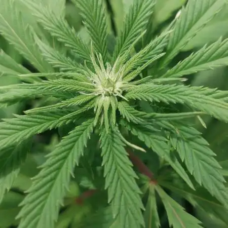 Cultivo Invierno 25’