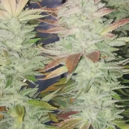 Cookies Kush: ciclo 13/11