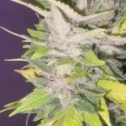 Mix auto - BSF y Dutch Passion