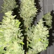 Mix auto - BSF y Dutch Passion